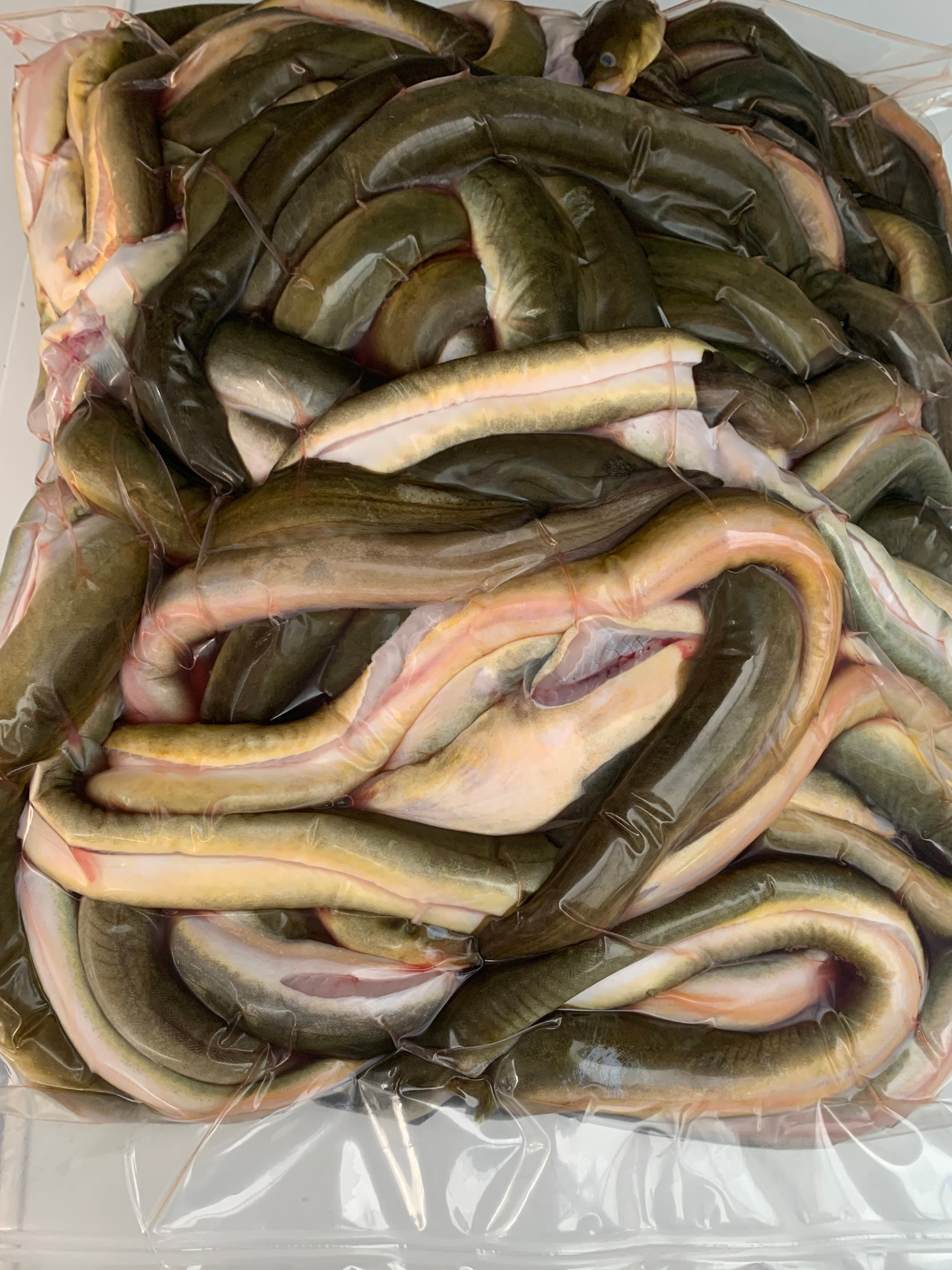 Paling middel IJsselmeer Fuik